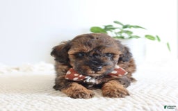 Toy Poodle dogs for sale: Gilbert - Image 5