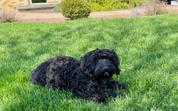 Cockapoo dogs for sale: Brent - Image 8