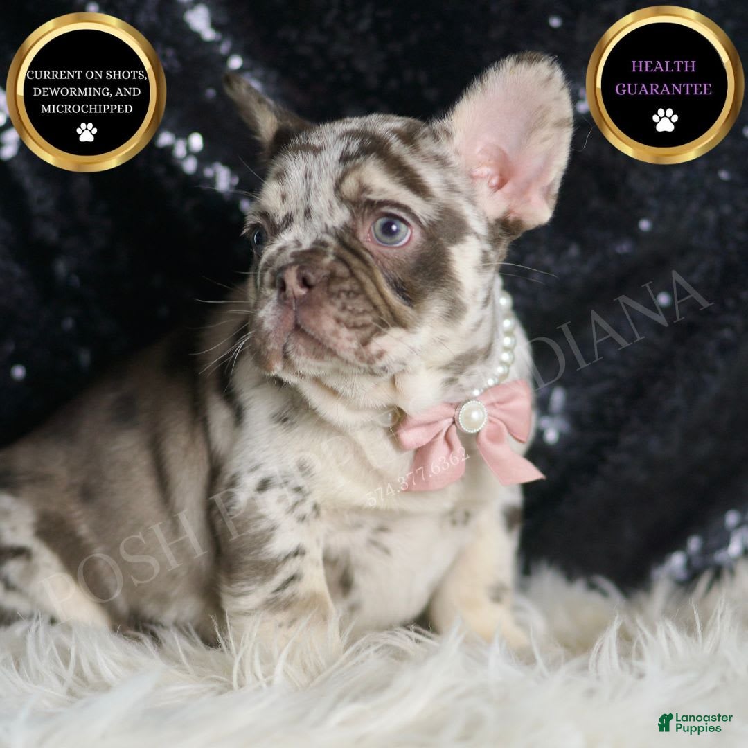 French Bulldog dogs for sale: Chanel - Image 4