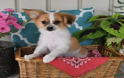 Papillon dogs for sale: Alex - Image 10