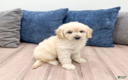  dogs for sale: Mini Goldendoodle 5 puppies - Image 19