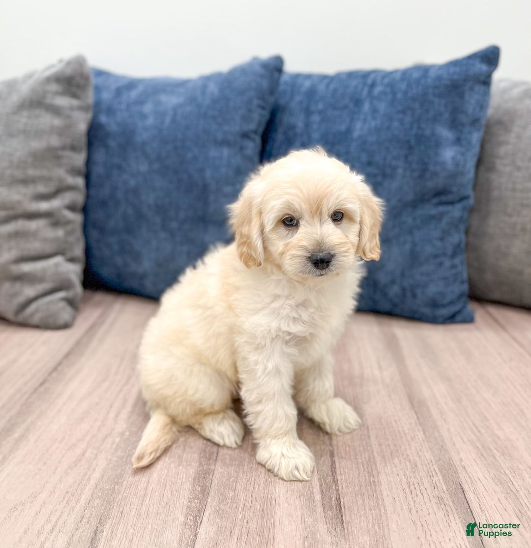  dogs for sale: Mini Goldendoodle 5 puppies - Image 19