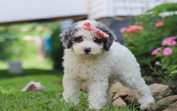 Mini Aussiedoodle dogs for sale: Jazzy - Image 3