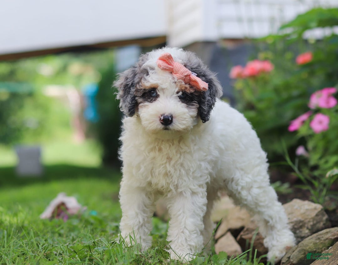 Mini Aussiedoodle dogs for sale: Jazzy - Image 3
