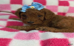 Mini Goldendoodle dogs for sale: Lexie - Image 5