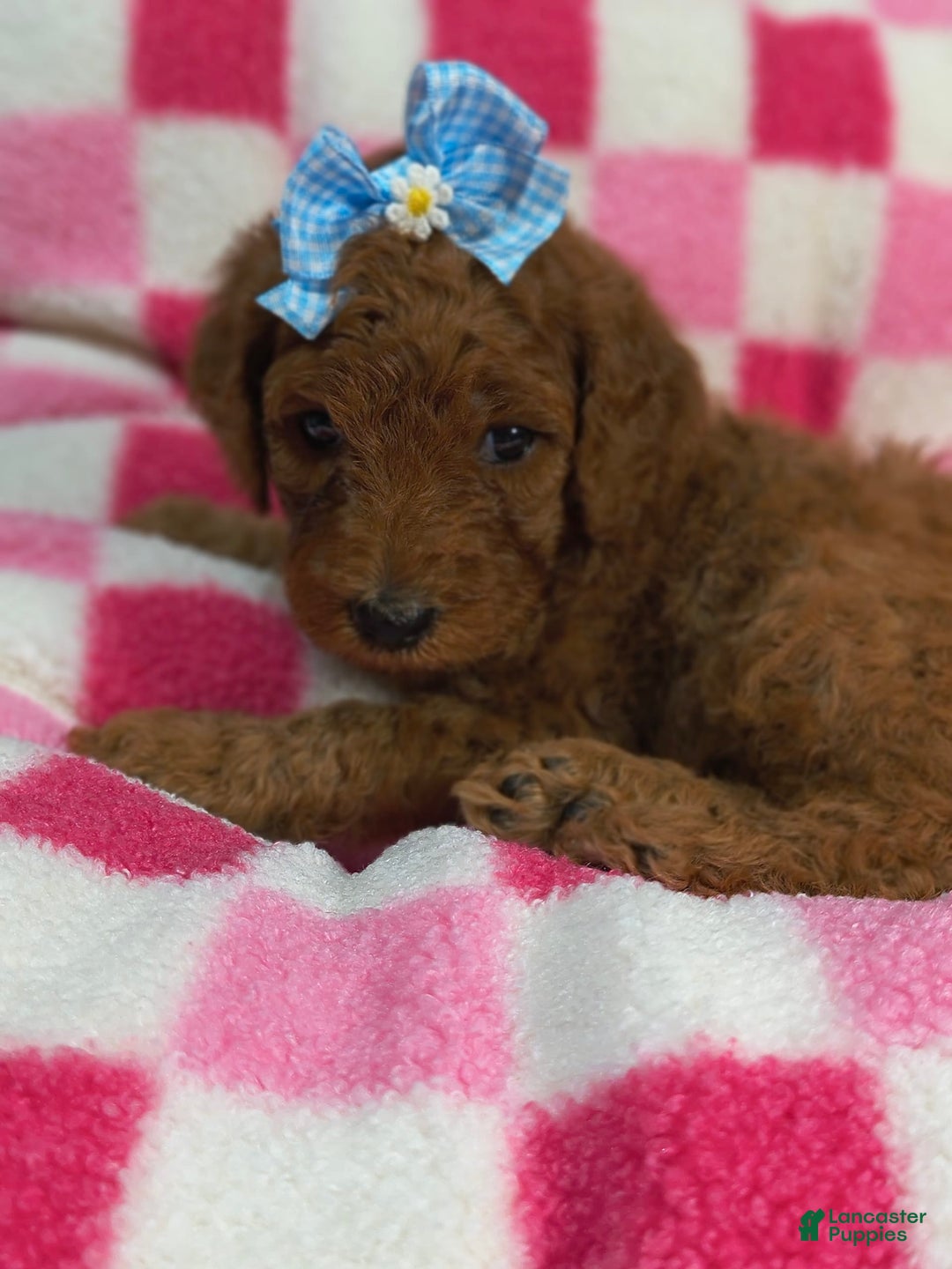 Mini Goldendoodle dogs for sale: Lexie - Image 5