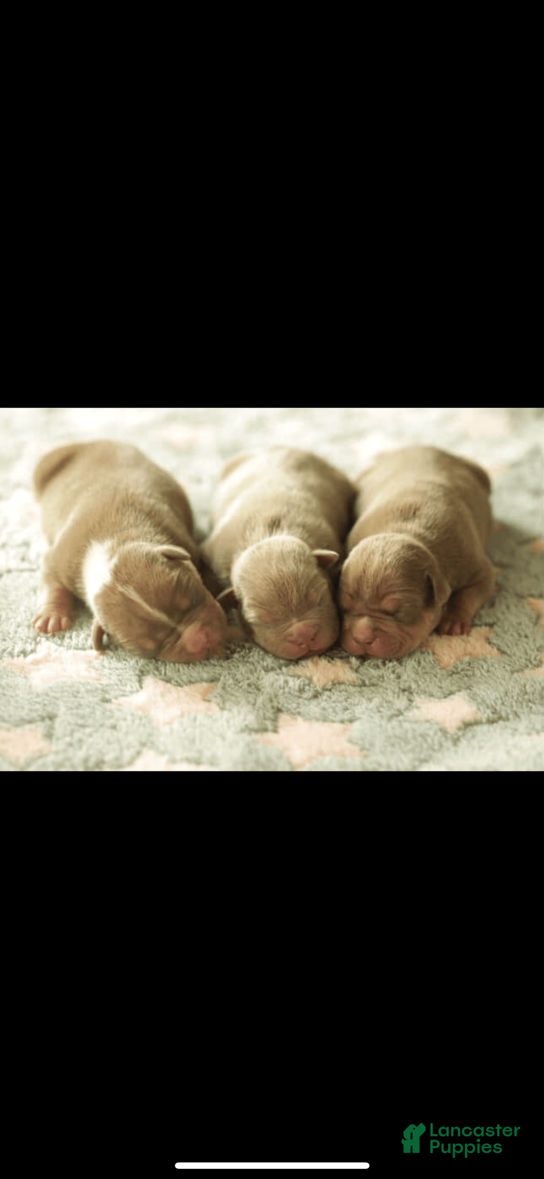 American Bully dogs for sale: Simba - Image 2