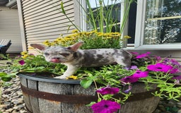 French Bulldog dogs for sale: Charlie - Image 13