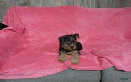 Yorkshire Terrier dogs for sale: Buddy - Image 6