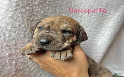 Great Dane dogs for sale: Sarsaparilla - Image 1
