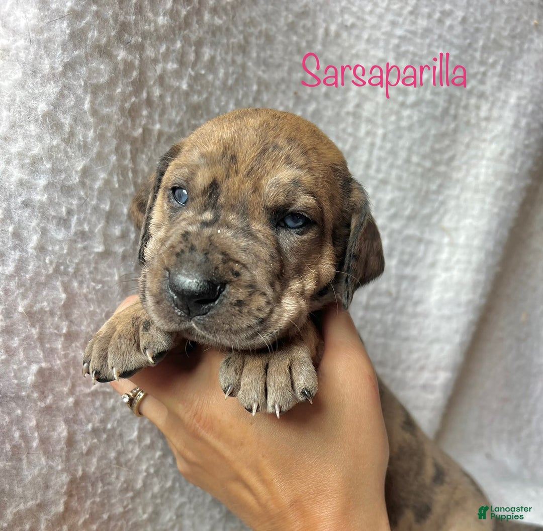 Great Dane dogs for sale: Sarsaparilla - Image 1