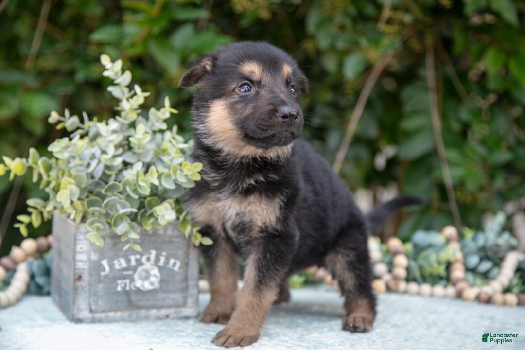 German Shepherd dogs for sale: Misty - Image 2
