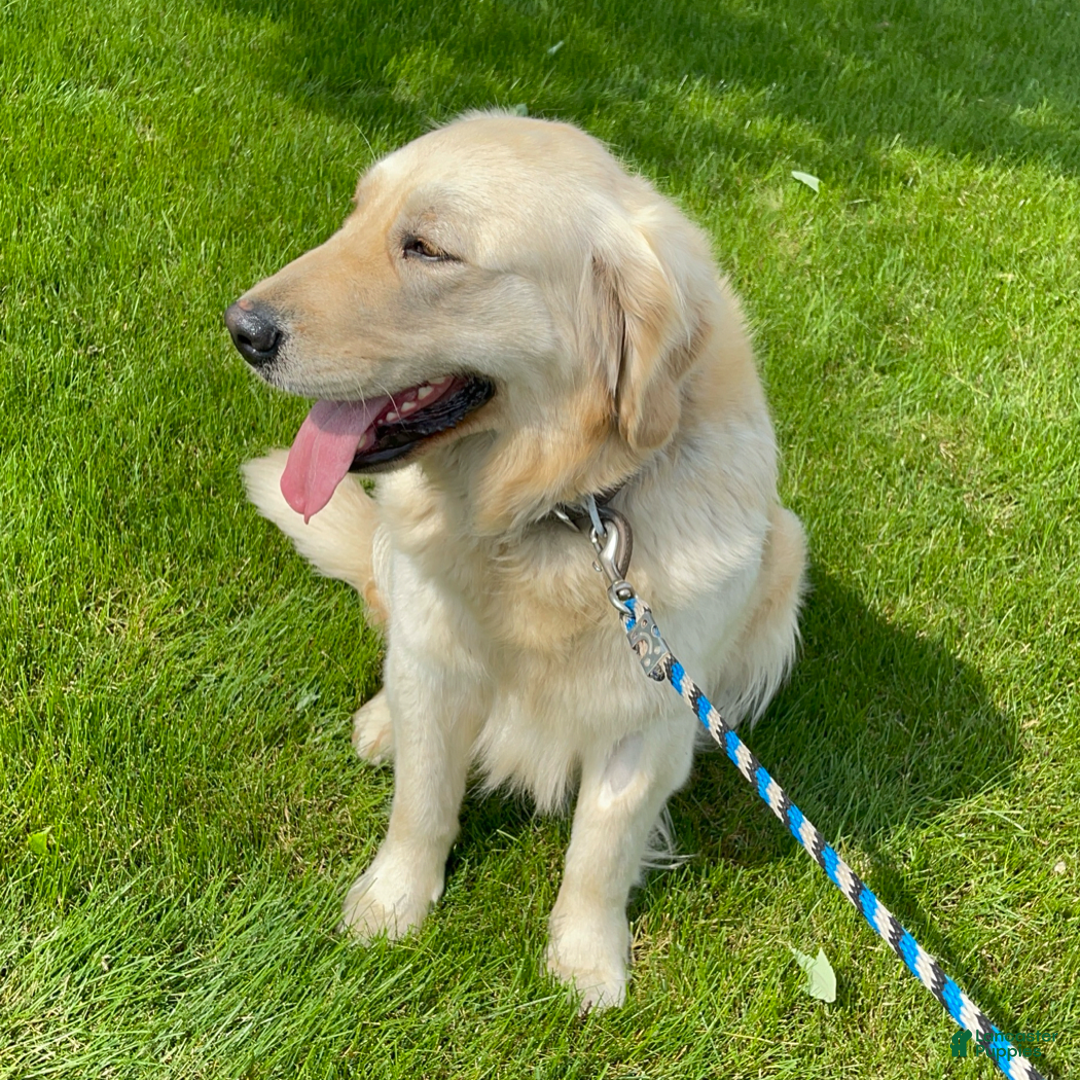 Mini Goldendoodle dogs for sale: Lucy - Image 6