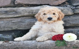 Mini Goldendoodle dogs for sale: Zach - Image 1