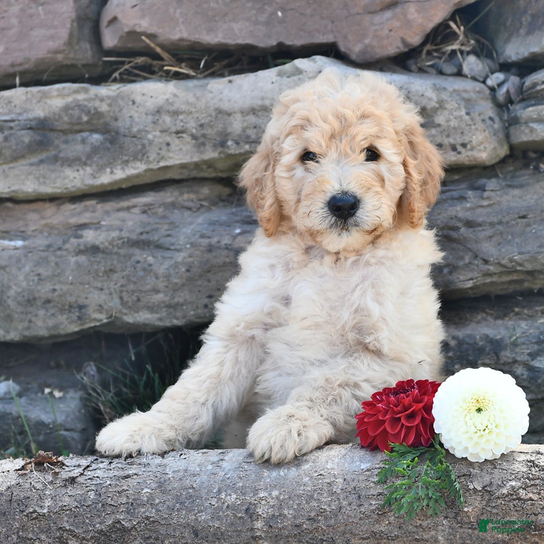 Mini Goldendoodle dogs for sale: Zach - Image 1