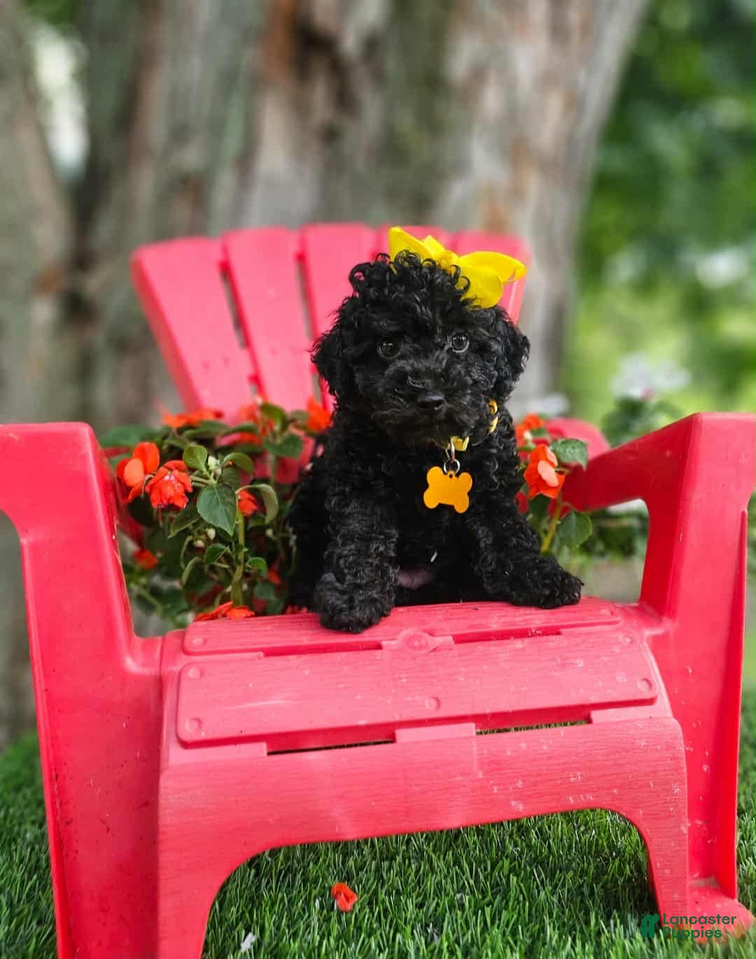Toy Poodle dogs for sale: Black Betty - Image 3