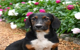 Basset Hound dogs for sale: Bentley - Image 2