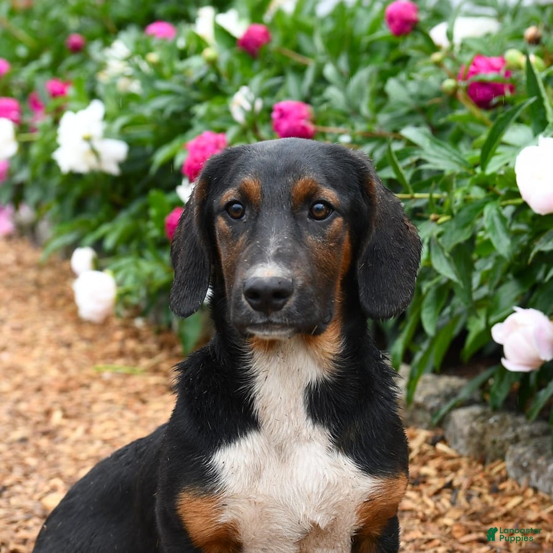 Basset Hound dogs for sale: Bentley - Image 2