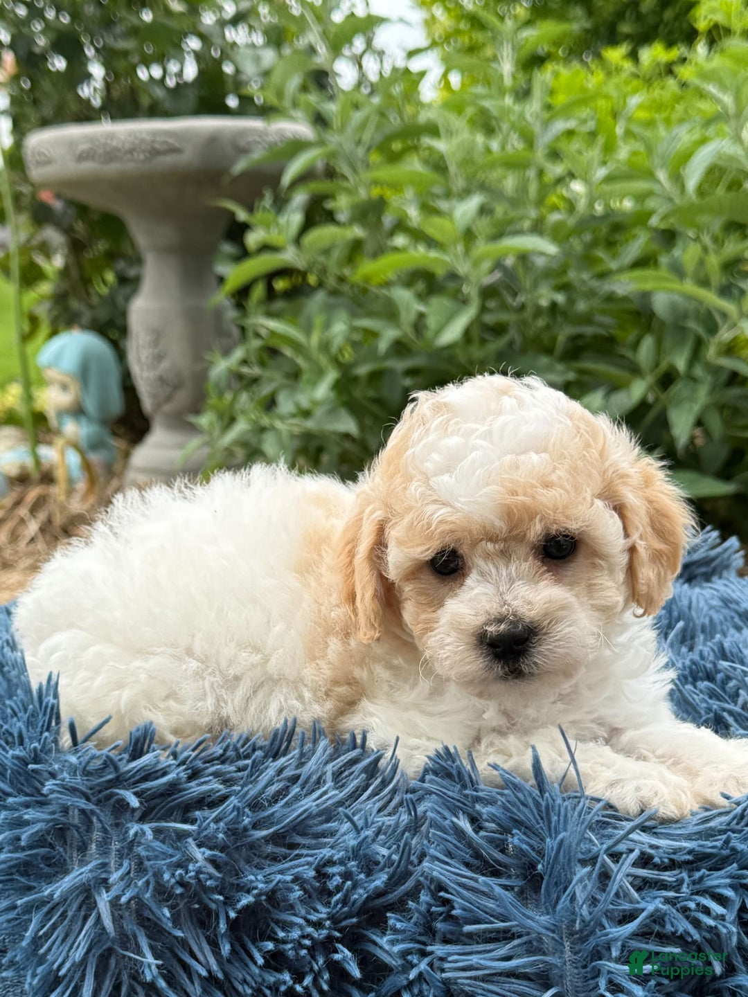 Bichpoo dogs for sale: Simon - Image 4