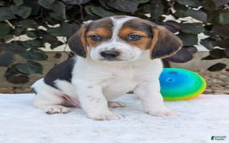 Beagle dogs for sale: Max - Image 2