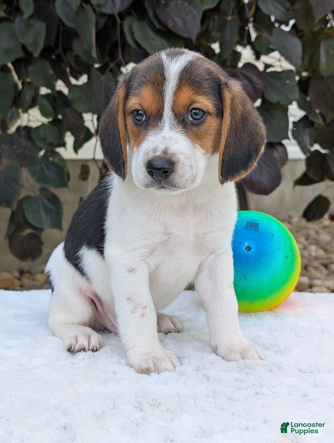 Beagle dogs for sale: Max - Image 2