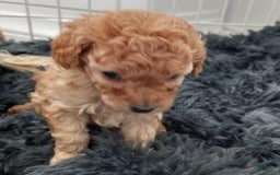 Maltipoo dogs for sale: Rachel - Image 9