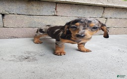 Miniature Dachshund dogs for sale: Sophie - Image 4