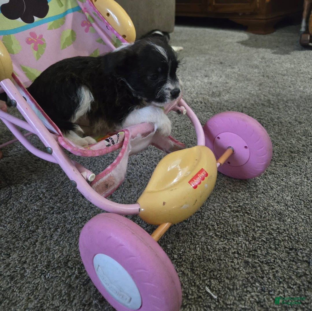 Boston Terrier dogs for sale: Mason - Image 9