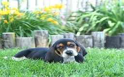Basset Hound dogs for sale: Shanda - Image 3