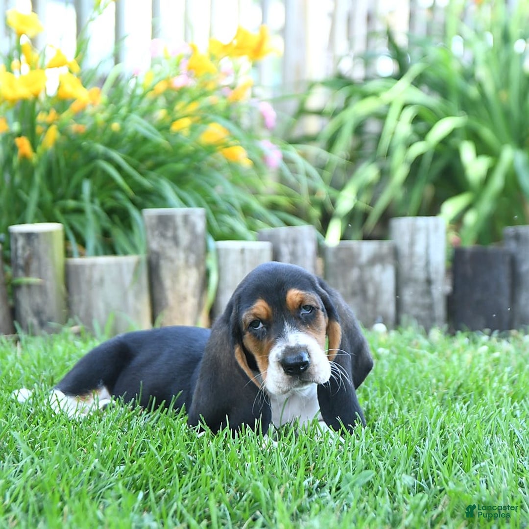 Basset Hound dogs for sale: Shanda - Image 3