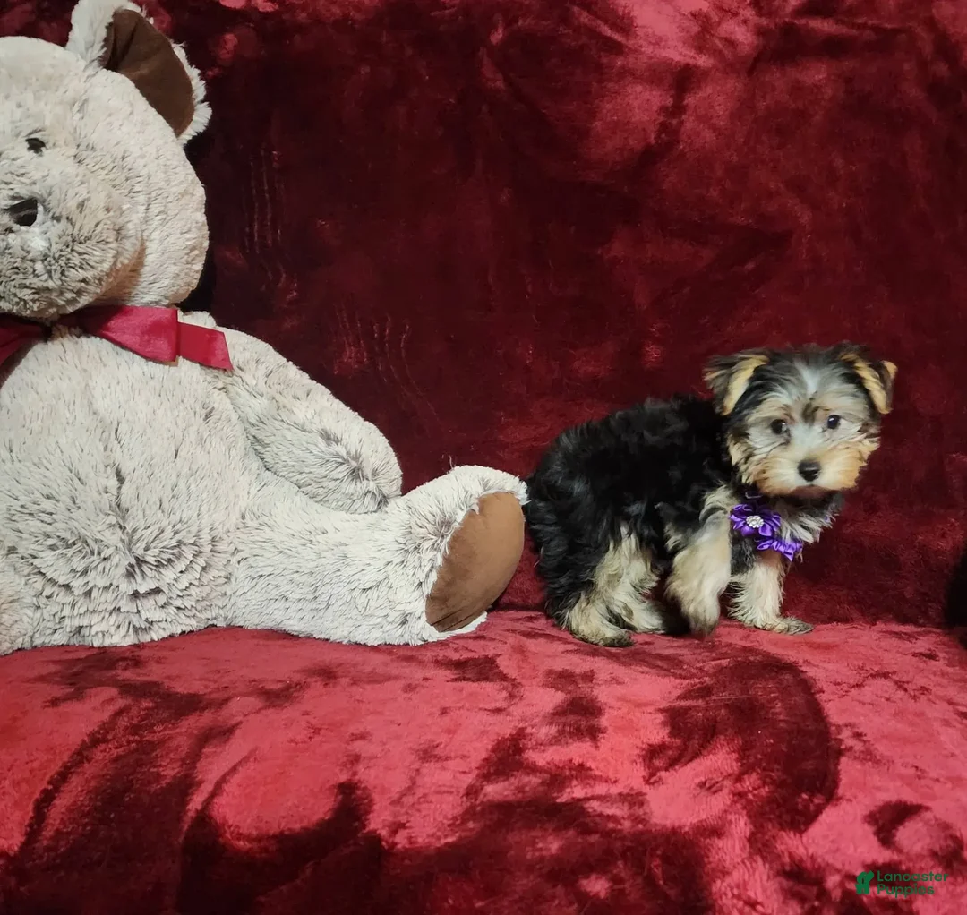 Yorkshire Terrier dogs for sale: Maui - Image 20