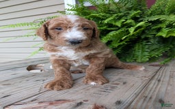 Goldendoodle dogs for sale: Blake - Image 7