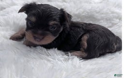 Yorkshire Terrier dogs for sale: Buddy - Image 1