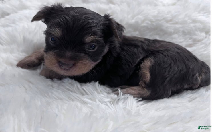 Yorkshire Terrier dogs for sale - Ad 1