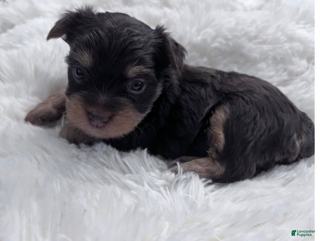 Yorkshire Terrier dogs for sale: Buddy - Image 1