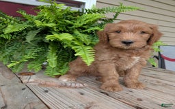 Goldendoodle dogs for sale: Cash - Image 24