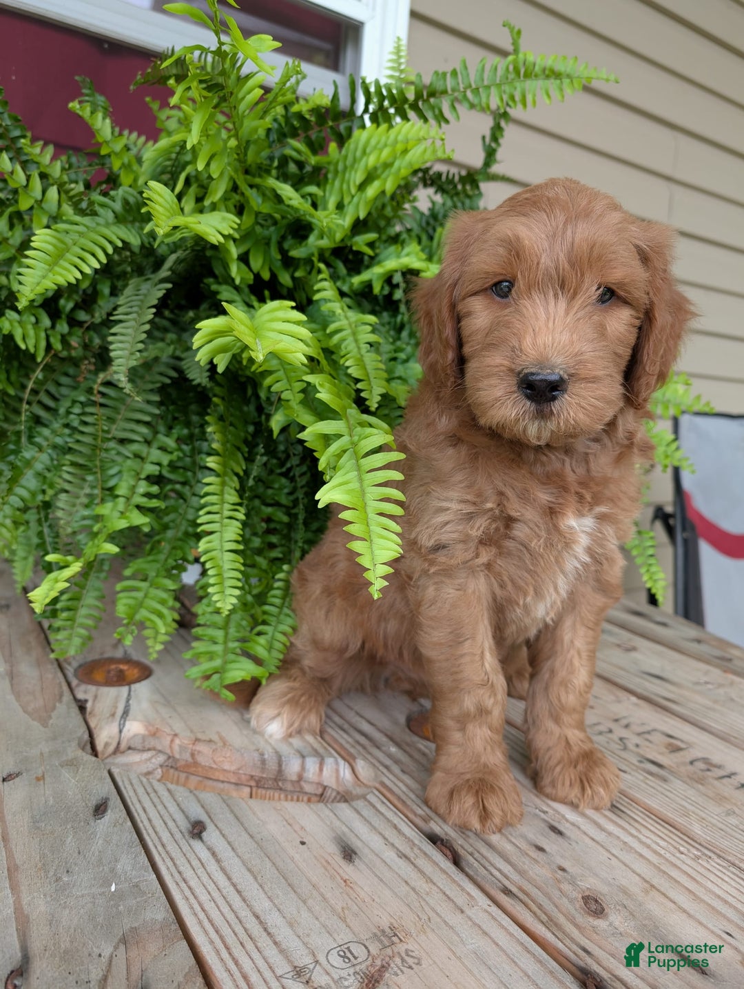 Goldendoodle dogs for sale: Cash - Image 24