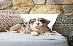 Olde English Bulldogge dogs for sale: Reba - Image 3