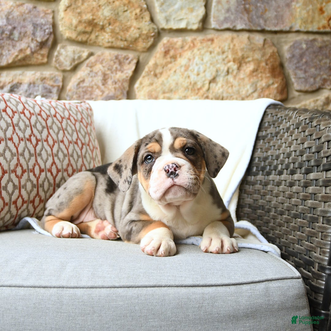 Olde English Bulldogge dogs for sale: Reba - Image 3