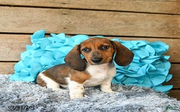 Dachshund dogs for sale: Cream Puff - Image 6