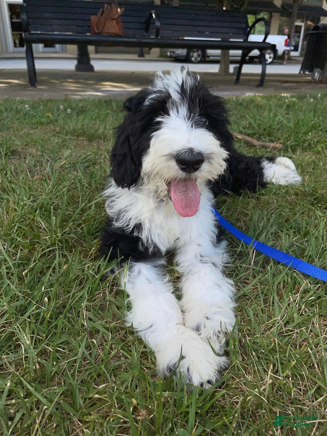 Sheepadoodle dogs for sale: Bunny - Image 4