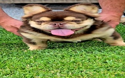 French Bulldog dogs for sale: Stunner - Image 5