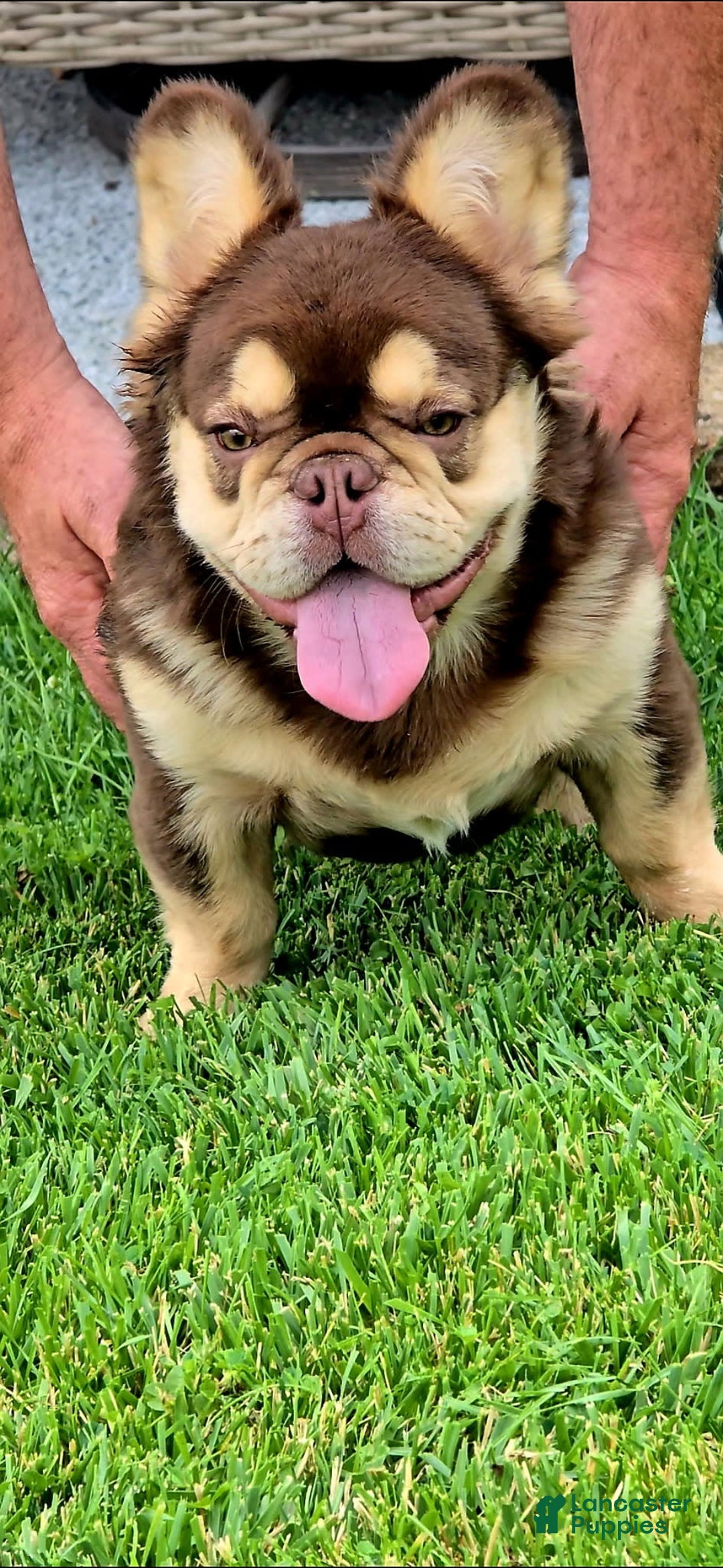 French Bulldog dogs for sale: Stunner - Image 5