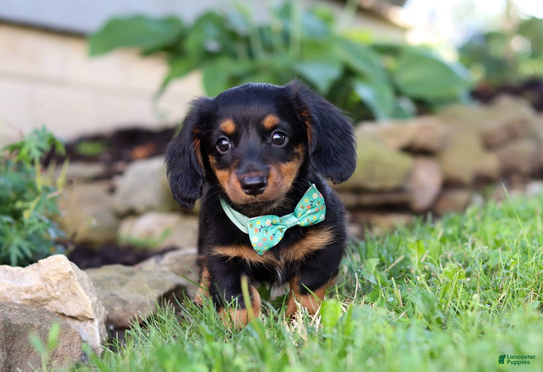 Miniature Dachshund dogs for sale: Olaf - Image 1