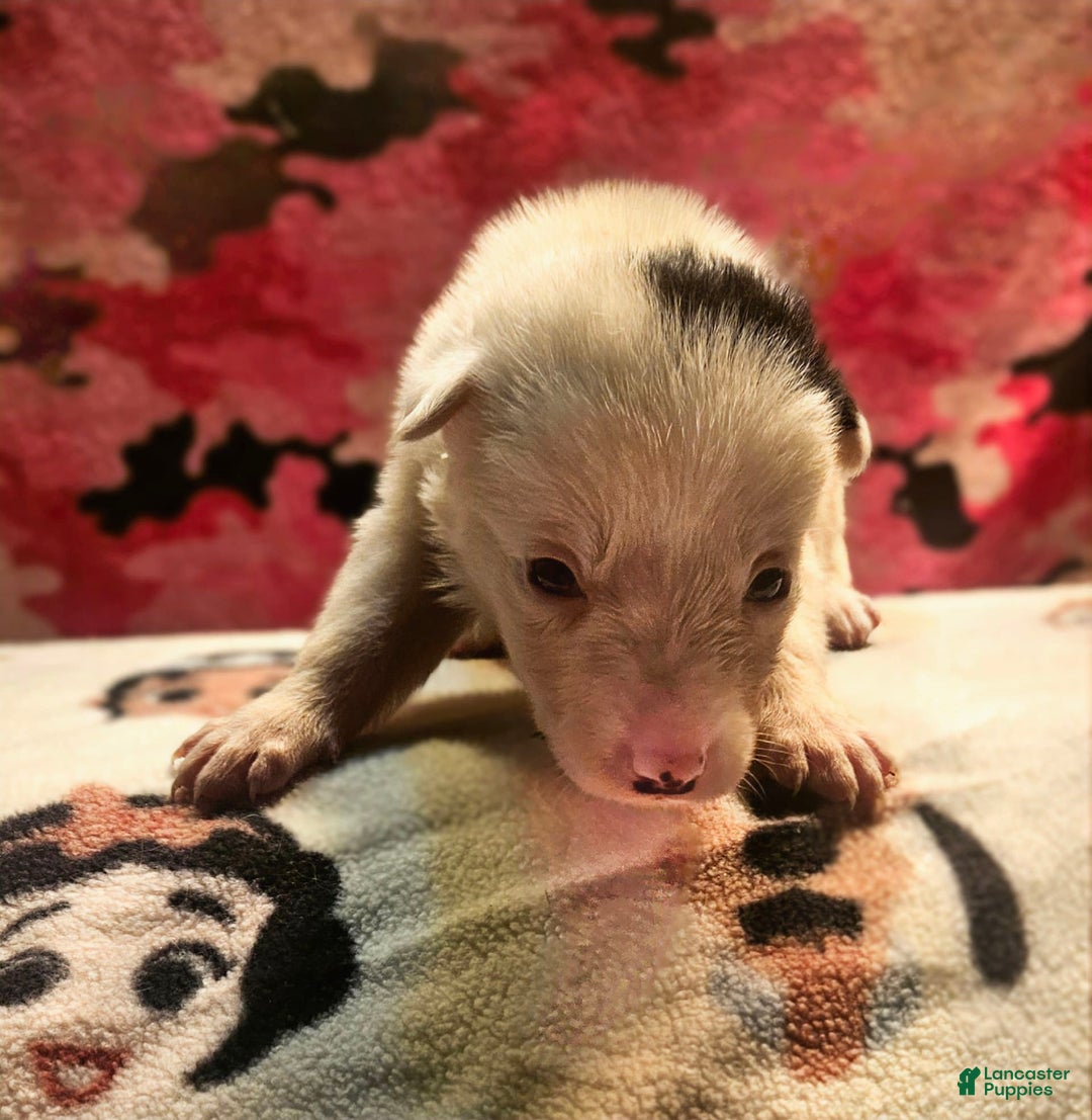 Border Collie dogs for sale: Ego - Image 6