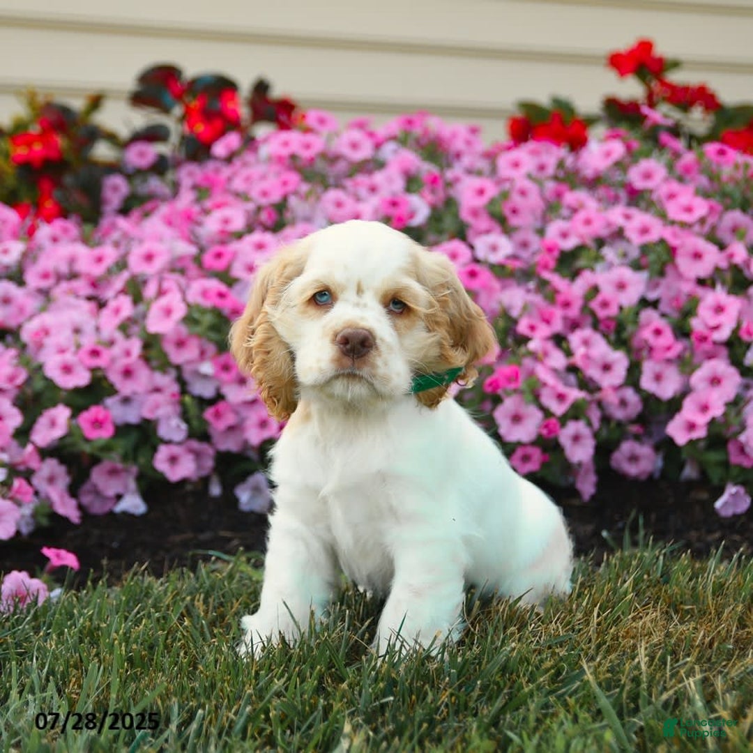 Cocker Spaniel dogs for sale: Rickey - Image 3