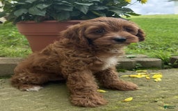 Cavapoo dogs for sale: Ottis - Image 3