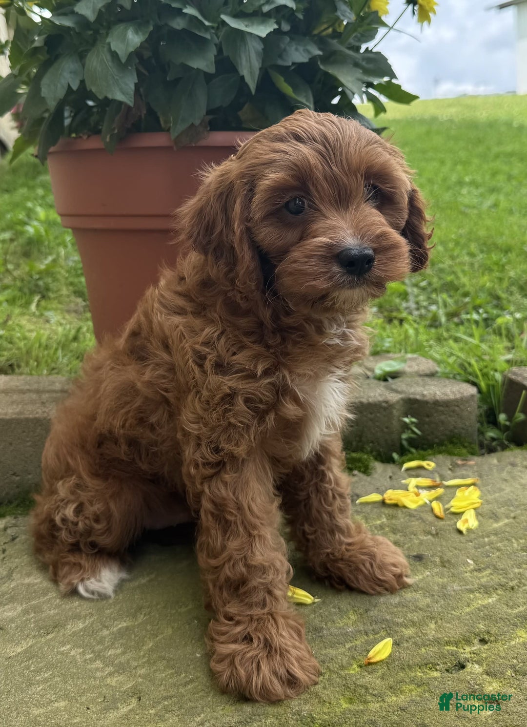 Cavapoo dogs for sale: Ottis - Image 3