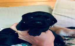 Labrador Retriever dogs for sale: Labrador Retriever 9 puppies - Image 9
