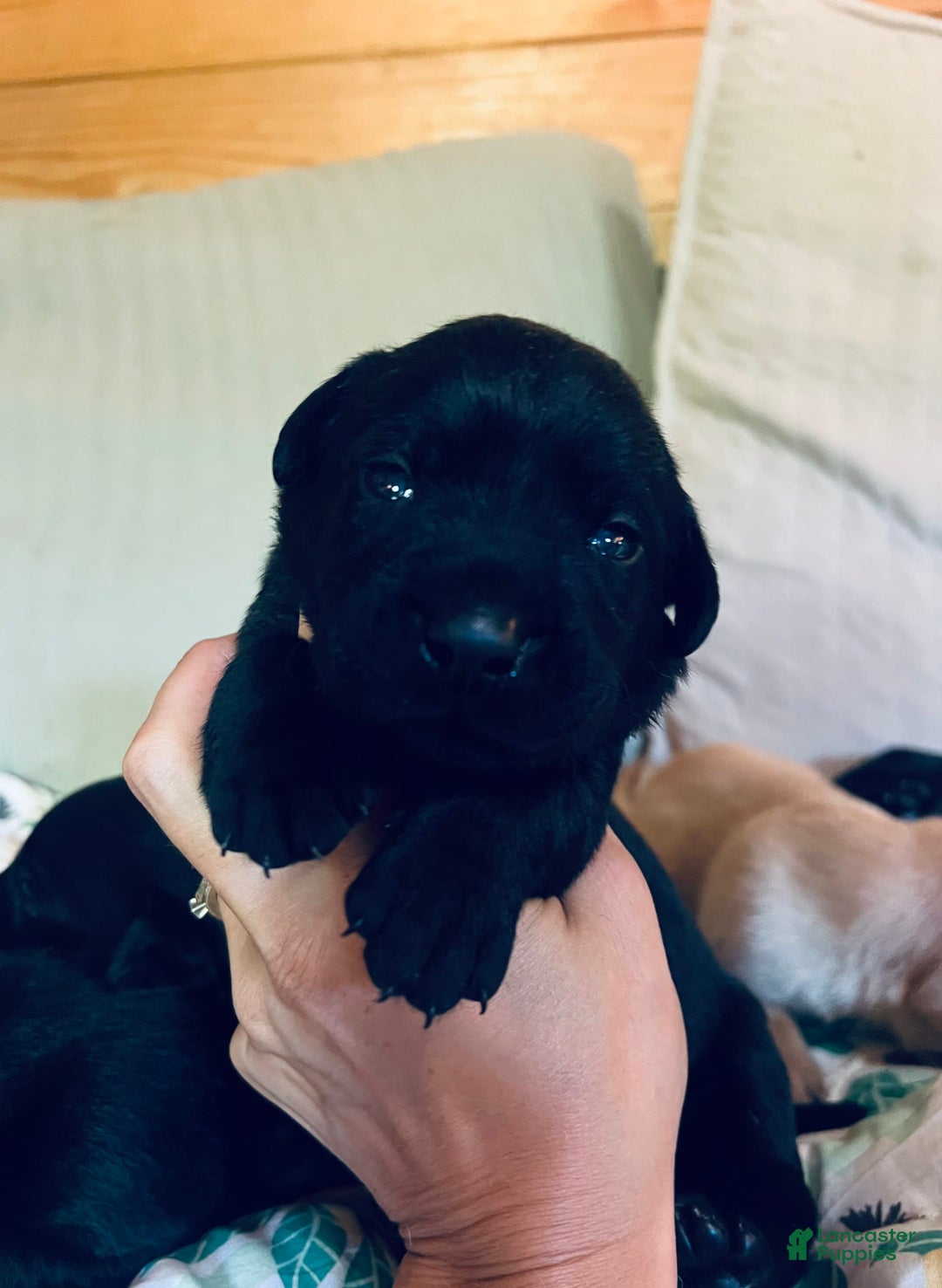 Labrador Retriever dogs for sale: Labrador Retriever 9 puppies - Image 9